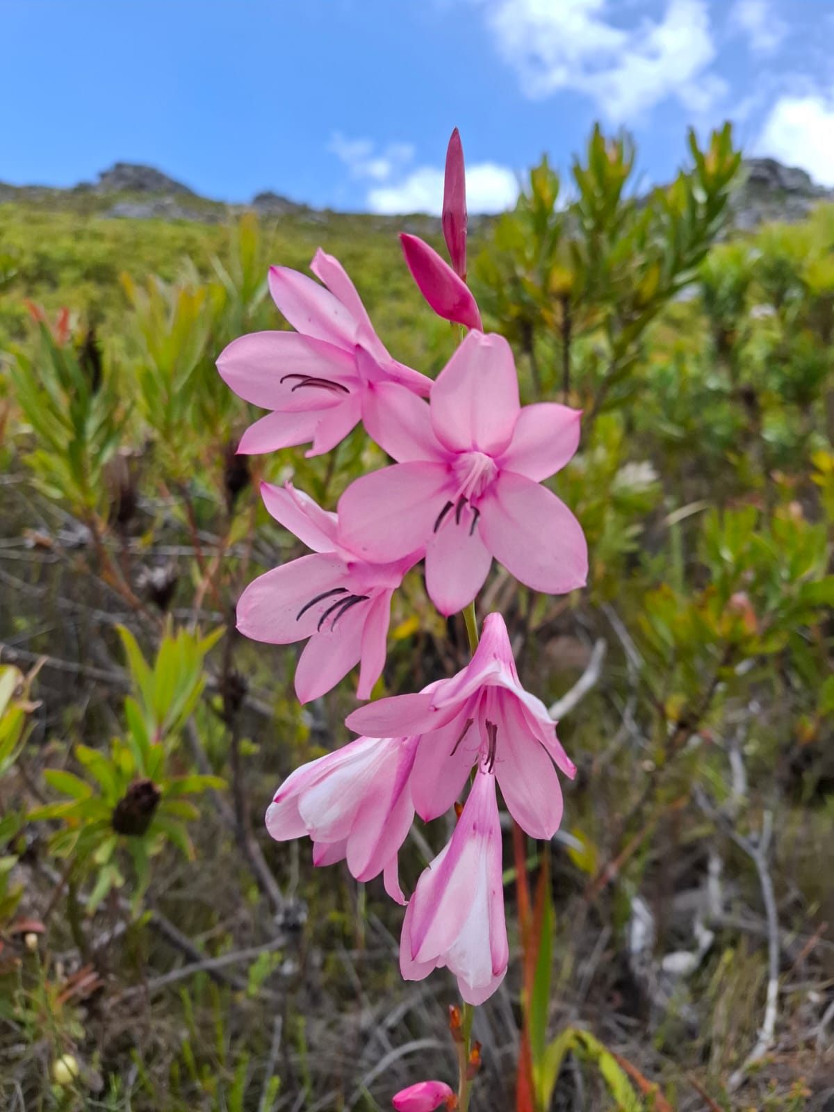Cape Watsonia wildflower on the West Coast